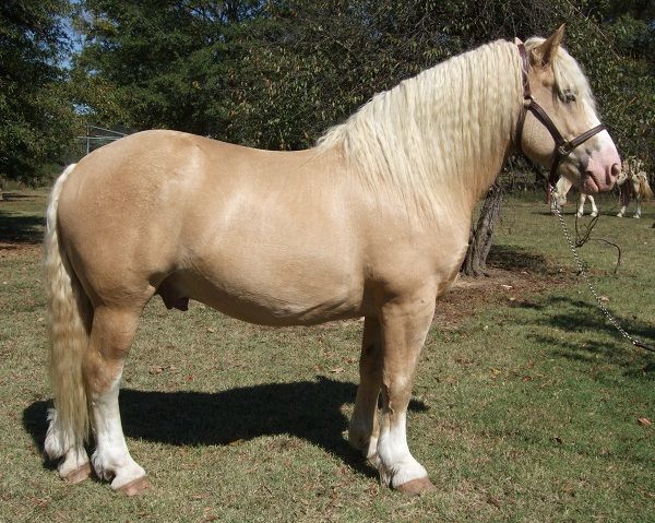 Draft Horse Breeds